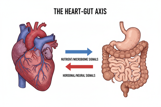 The heart-gut connection