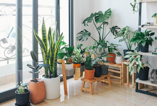 Purify Indoor Air With These Plants